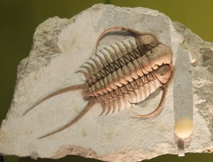 Trilobite from the Smithsonian Museum of Natural History by Flickr user Tim Evanson (CC BY-SA 2.0)