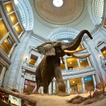 Elephant in the Smithsonian Natural History Museum by Flickr user Don DeBold (CC BY 2.0)