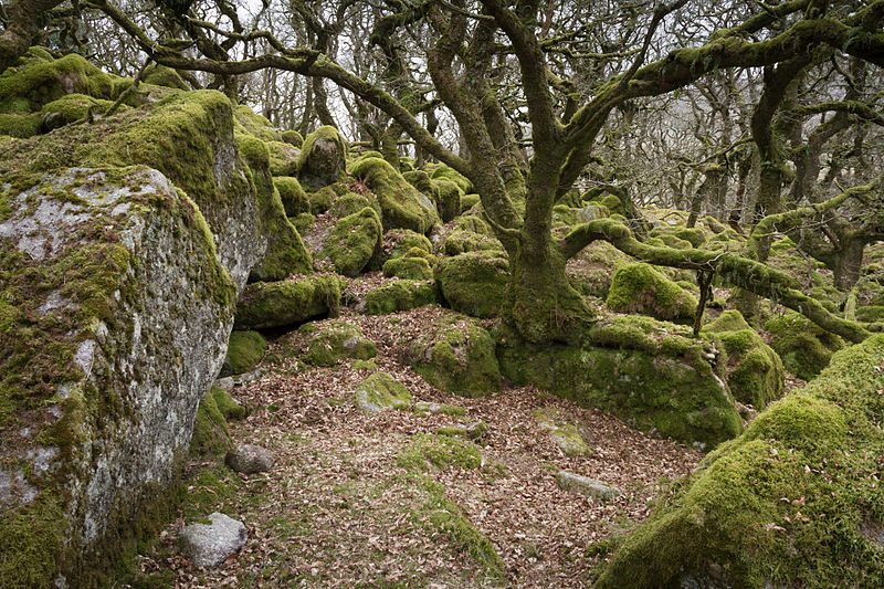 Black-a-Tor Copse - Dartmoor - South Devon, England by Flickr user Miles Wolstenholme  (CC BY 2.0)