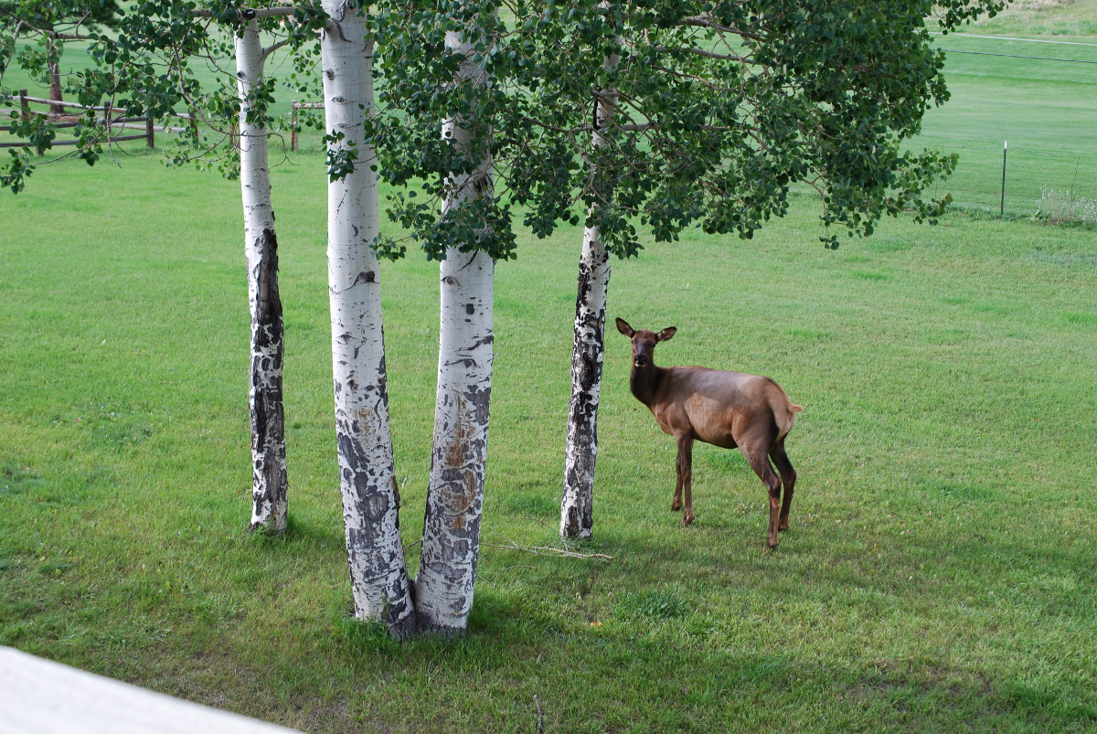 Visiting elk. This is Judy's backyard. Photo: Jenny Bristol