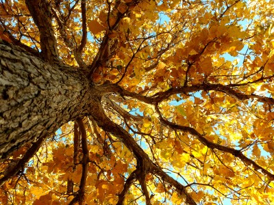 autumn-tree-from-below labeled PD